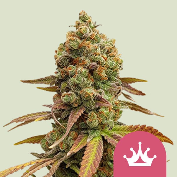 Royal Queen Seeds – Special Queen 1 Feminized Seeds (Classic Skunk Hybrid)
