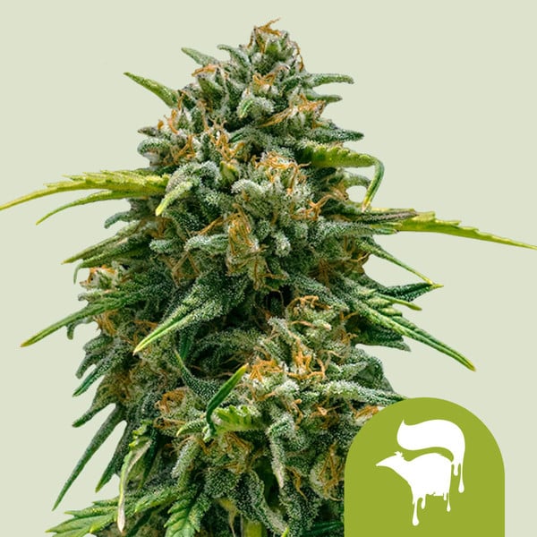 Royal Queen Seeds – Sweet Skunk Auto Feminized Seeds (Compact Skunk Autoflower)
