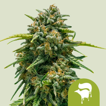 Royal Queen Seeds – Sweet Skunk Auto Feminized Seeds (Compact Skunk Autoflower)
