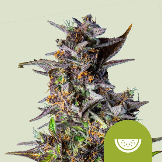 Royal Queen Seeds – Watermelon Auto Feminized Seeds (Tropical Indica Autoflower)