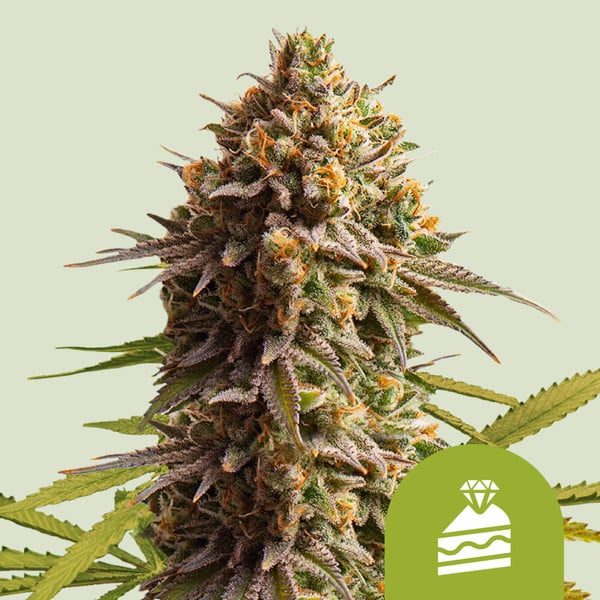 Royal Queen Seeds – Wedding Cake Auto Feminized Seeds (Dessert-Inspire ...