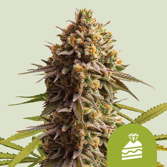 Royal Queen Seeds – Wedding Cake Auto Feminized Seeds (Dessert-Inspired Indica Auto)
