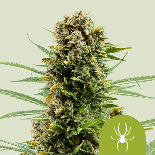 Royal Queen Seeds – White Widow Auto Feminized Seeds (Fast-Flowering Classic)