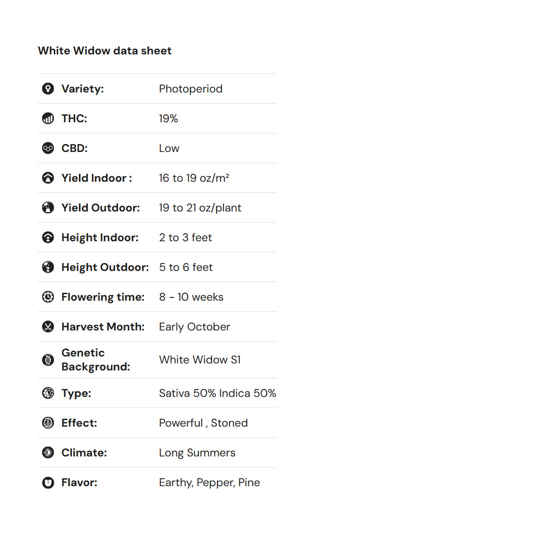 Royal Queen Seeds – White Widow Feminized Seeds (50/50 Hybrid Classic)