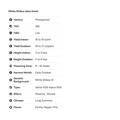 Royal Queen Seeds – White Widow Feminized Seeds (50/50 Hybrid Classic)